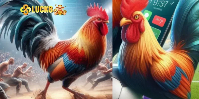 Mẹo hay thú vị khi cược trực tiếp đá gà c1