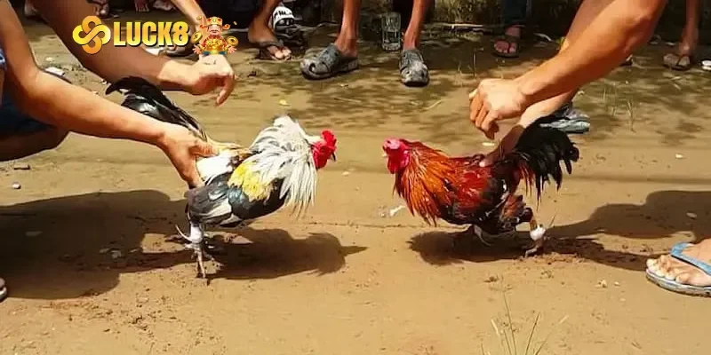 Những ưu điểm vượt trội chỉ có tại các trận đá gà Thomo hôm nay